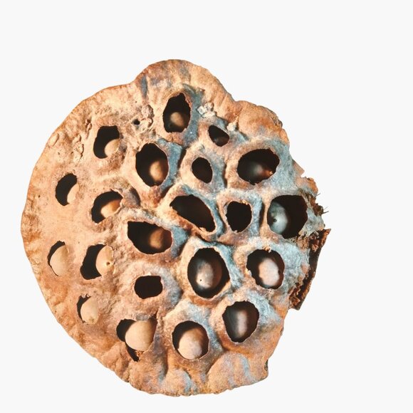 Dried Lotus Pods Stems Crafts Home Floral Decor Natural Brown Lot 3 - Picture 8 of 8